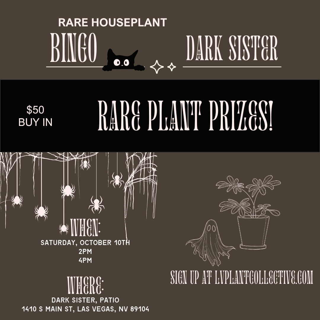 Dark Sister, Bingo 10/10
