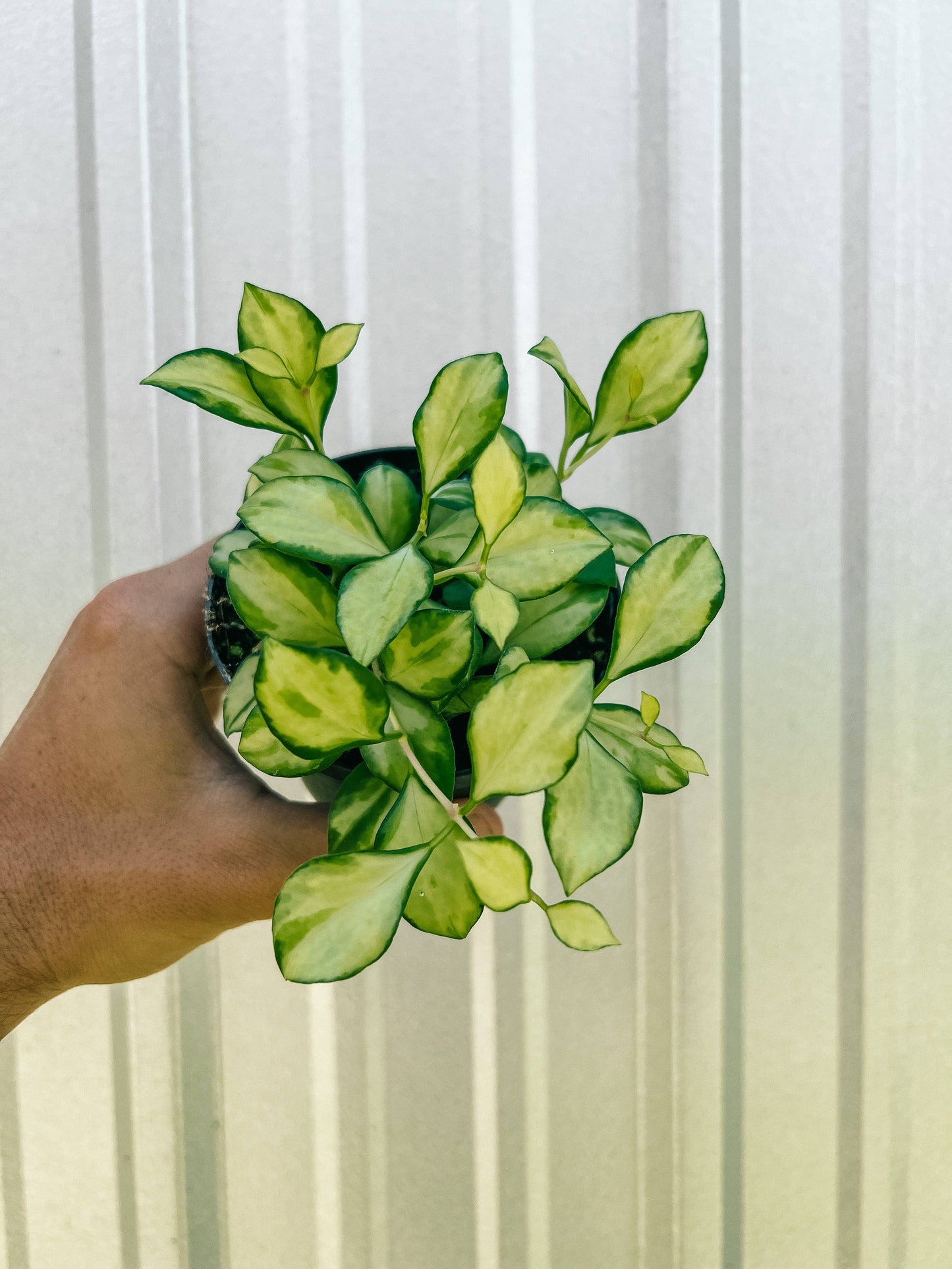 4" Hoya 'Heuschkeliana' (rare)