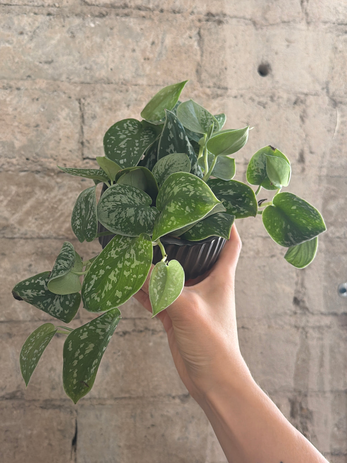 4" Scindapsus