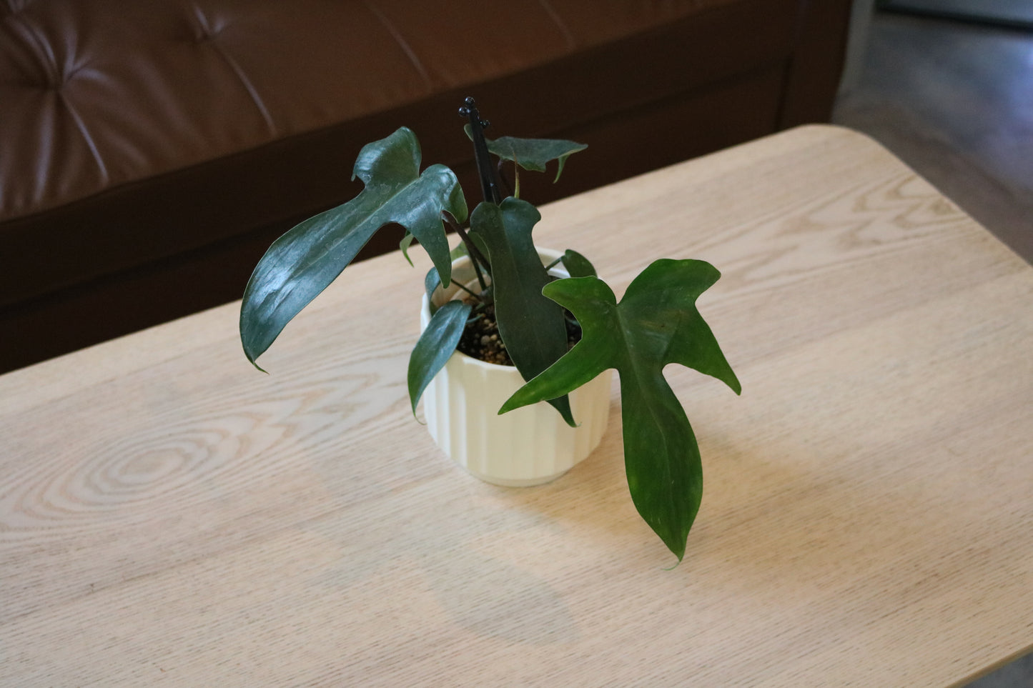 4'' Philo Florida Green (uncommon)
