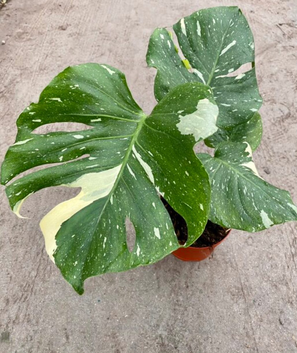 6'' Monstera Thai Constellation