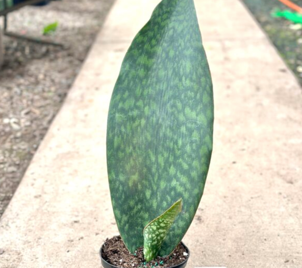 6'' Sanseveria Whale Fin