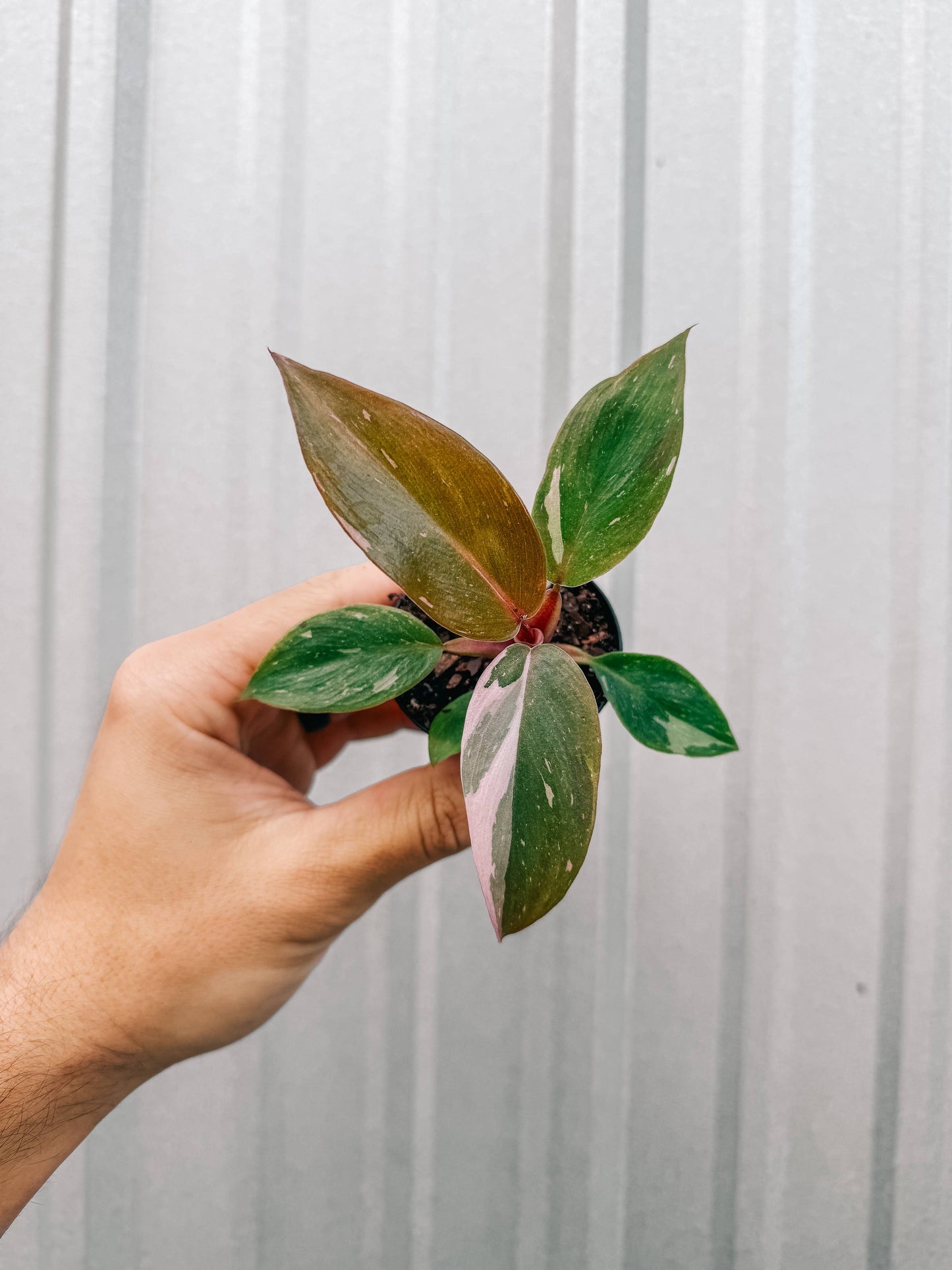 2" Philodendron 'Pink Princess'