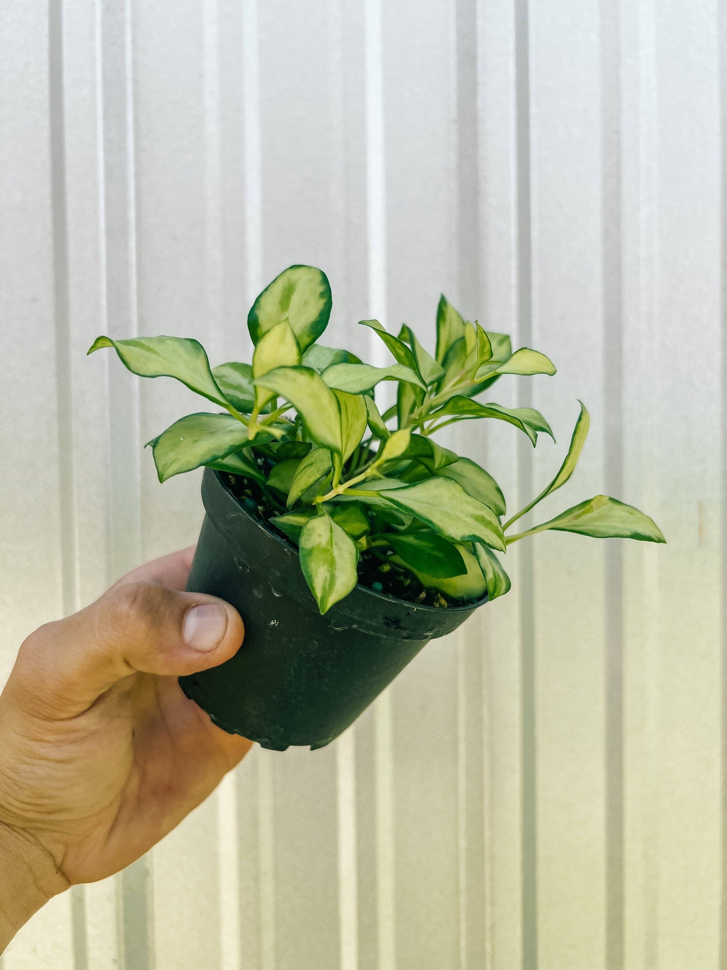 4" Hoya 'Heuschkeliana' (rare)