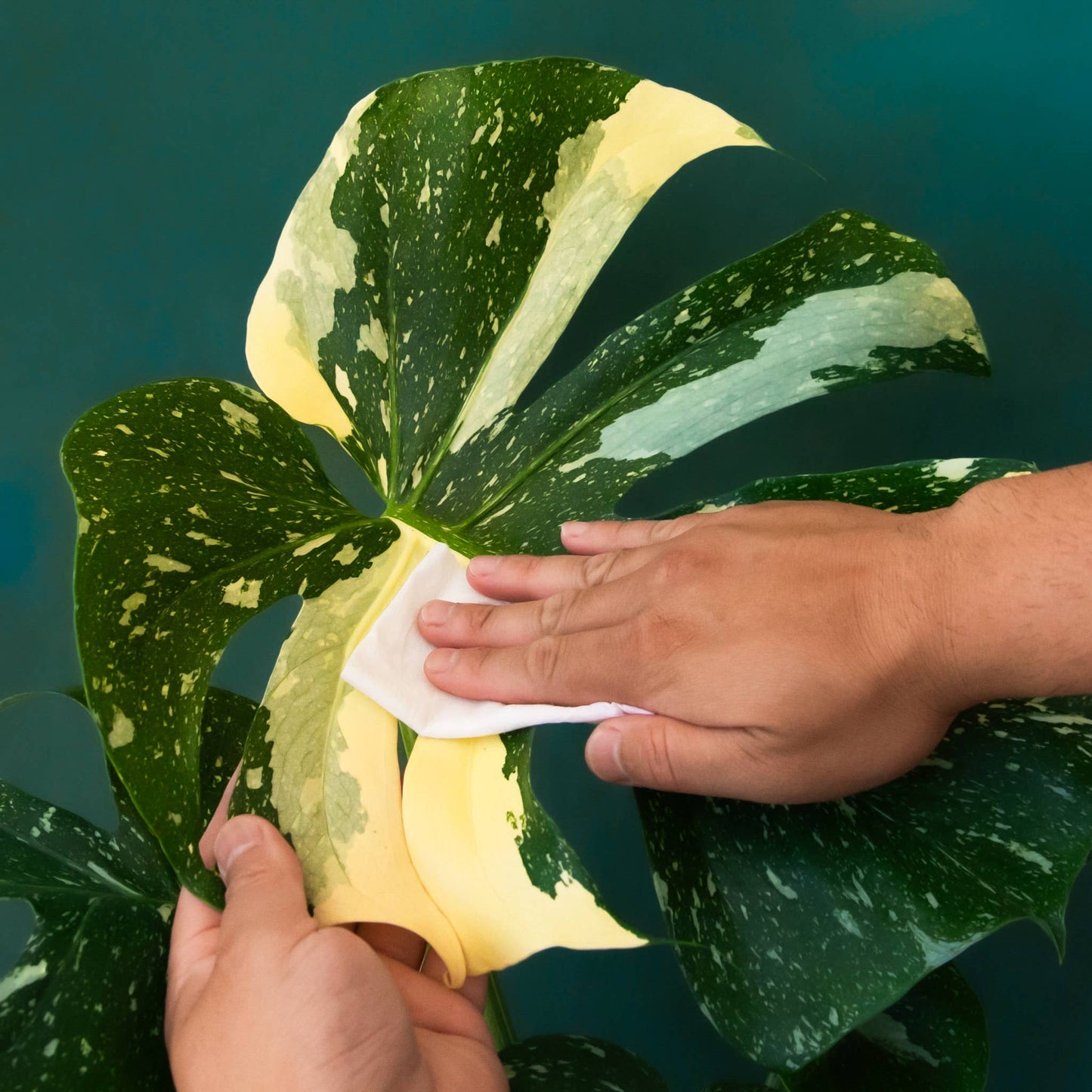 Plant Cleansing Wipes
