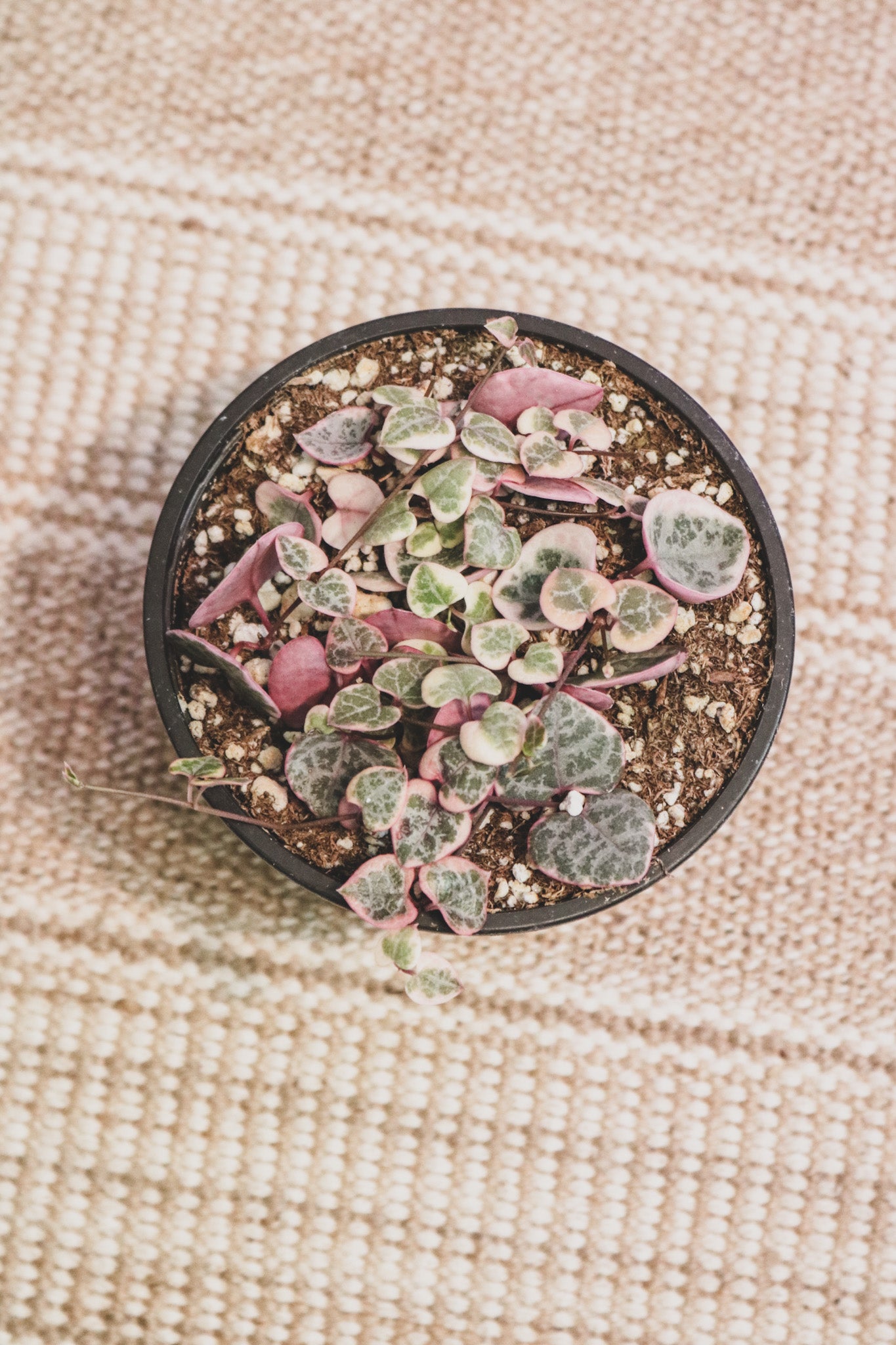 Collections – LV PLANT COLLECTIVE