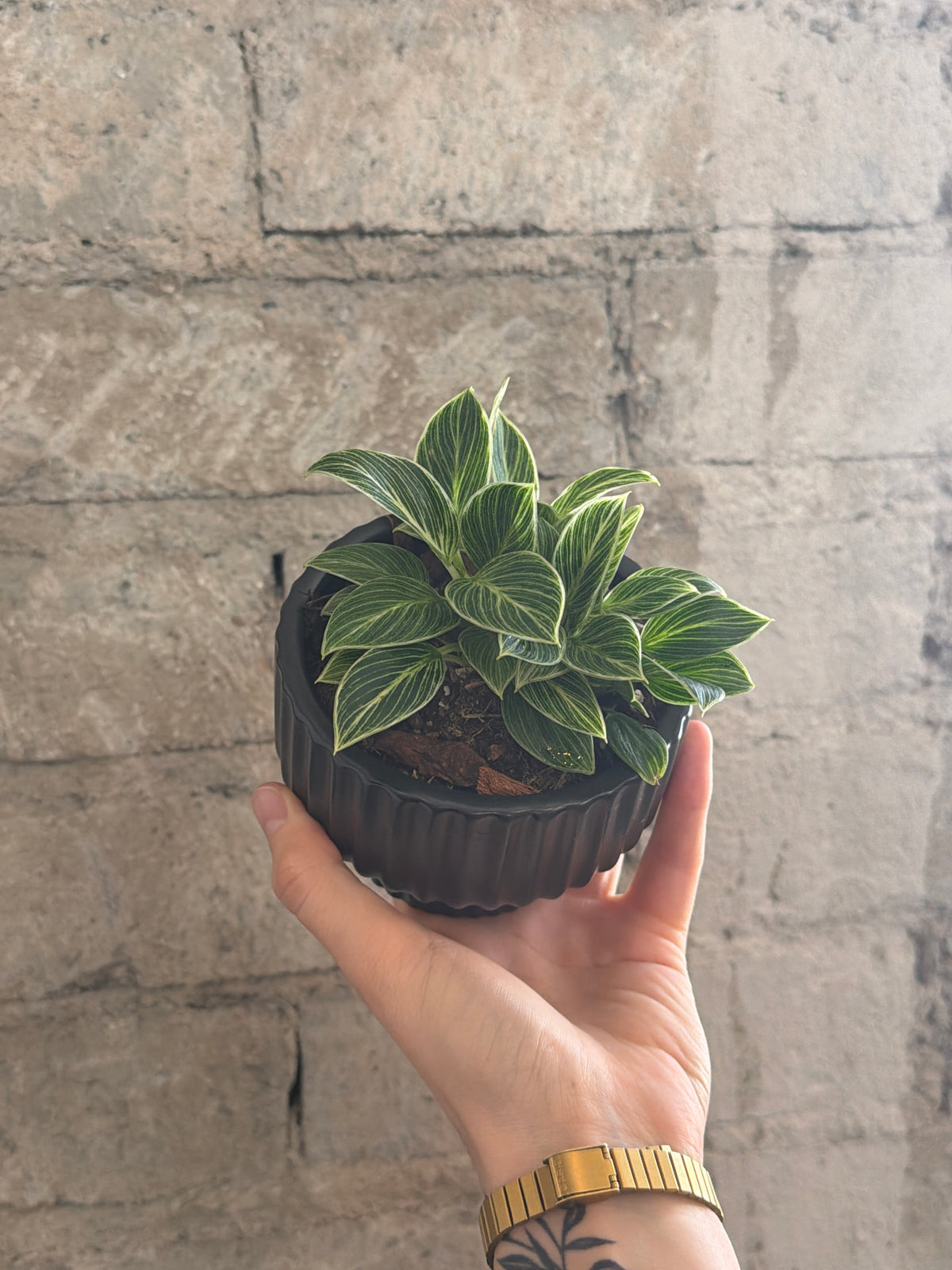 4" Philodendron Birkin