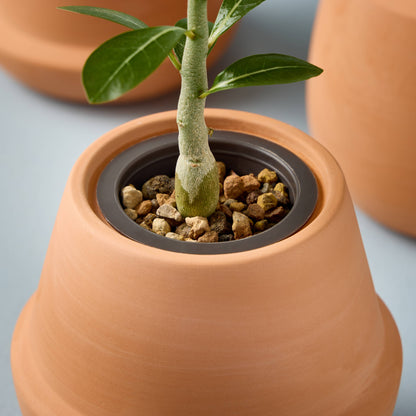 Terracotta Grow Kits