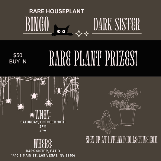Dark Sister, Bingo 10/10