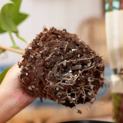 Bulk Soil- Premium Houseplant & Aroid Potting Mix