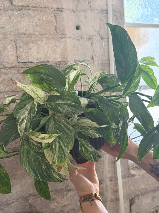 6" rare mint variegated pothos