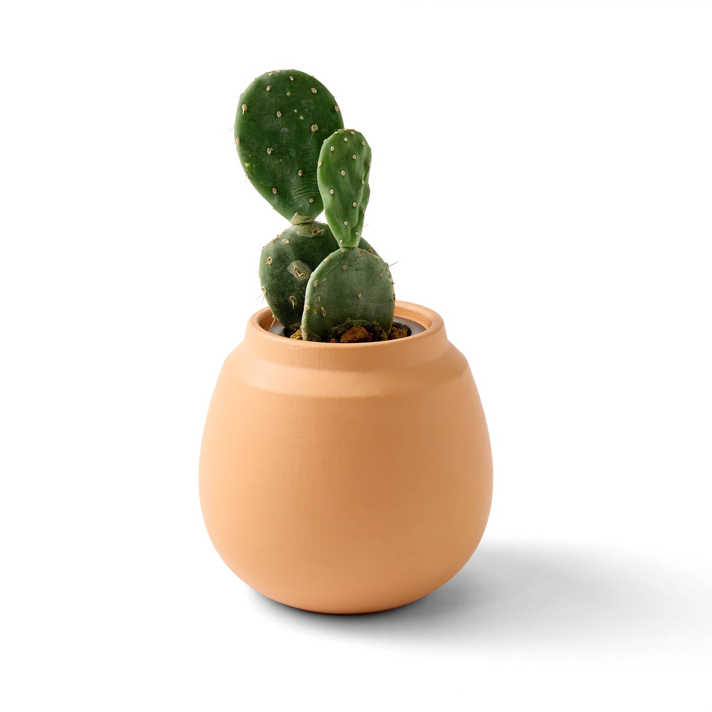 Terracotta Grow Kits