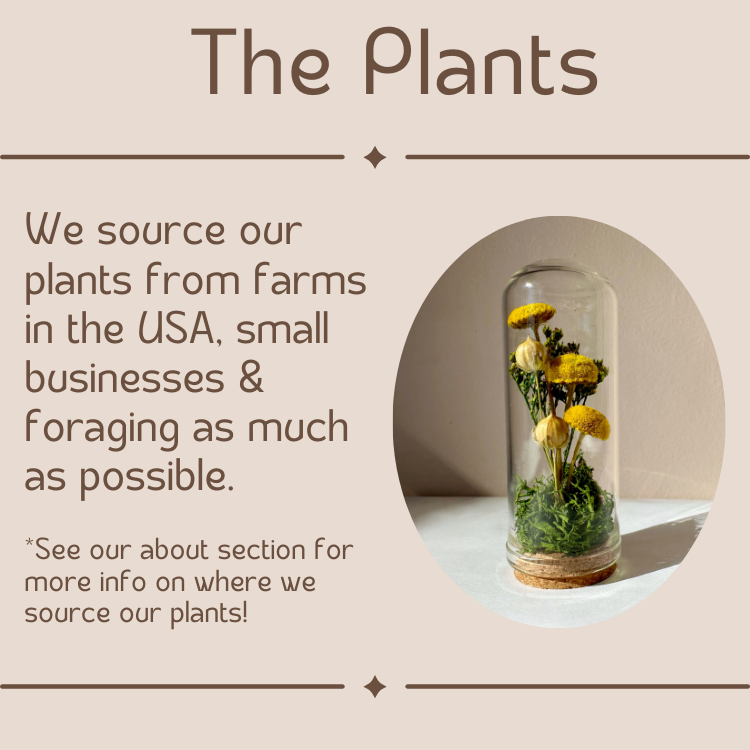 Mini Terrarium Floral Apothecary Jar