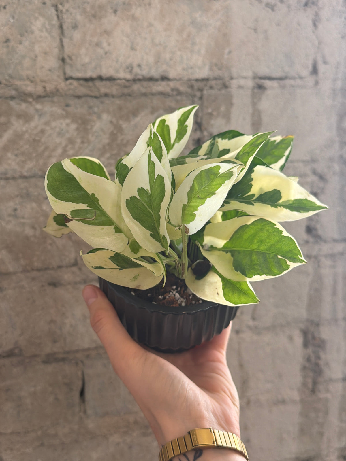 4" Njoy Pothos