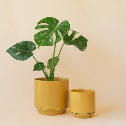 Parker Planter | Honey Speckle with Trivet