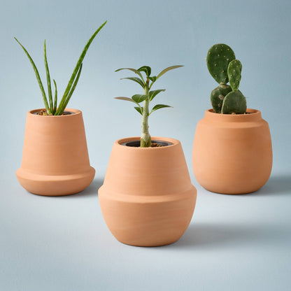 Terracotta Grow Kits