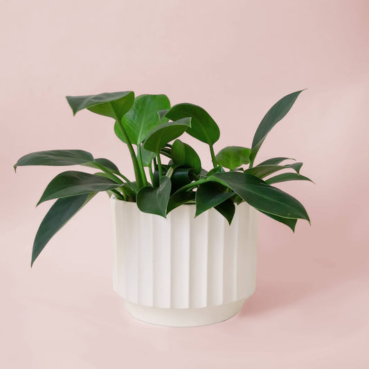 Monroe Planter | Vintage White - 8 inch