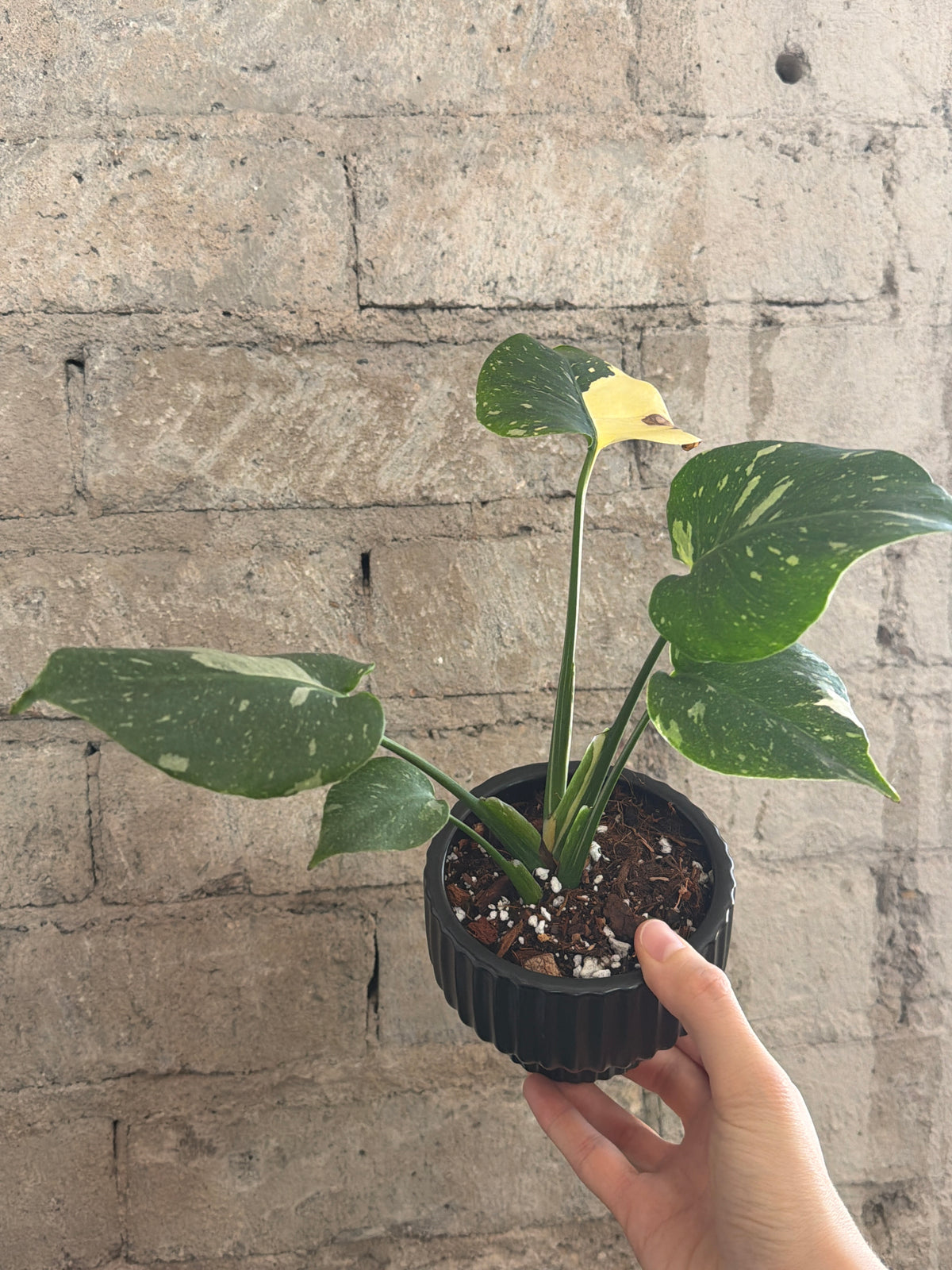 4" Rare Monstera Thai
