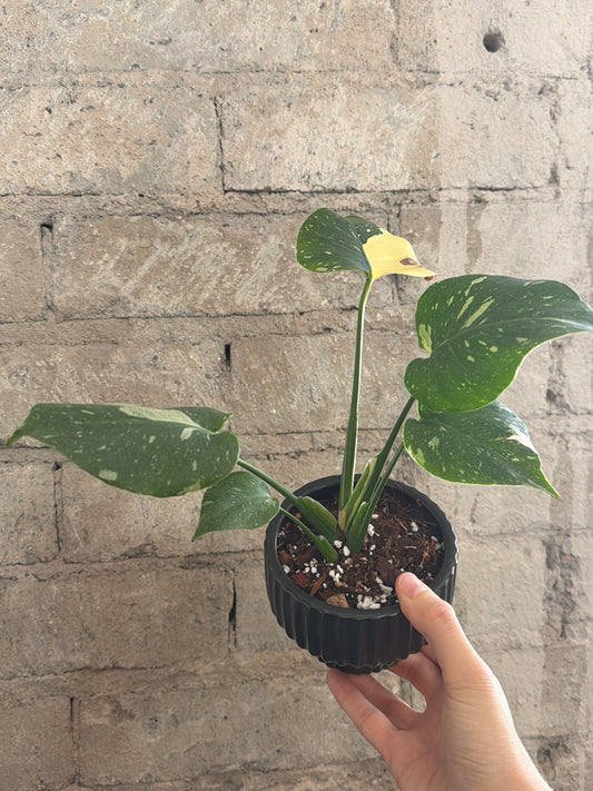 4" Rare Monstera Thai