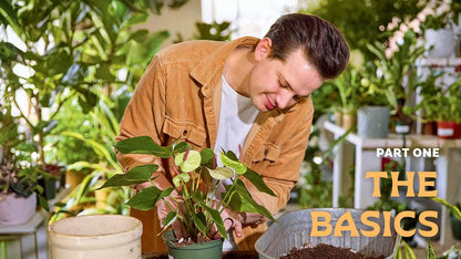 For the Love of Houseplants by Tanner Mitchell