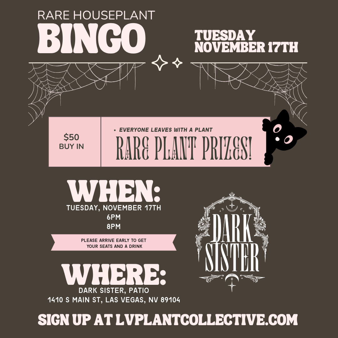 Dark Sister, Bingo 11/17