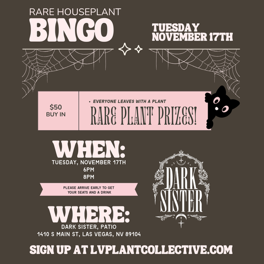 Dark Sister, Bingo 11/17
