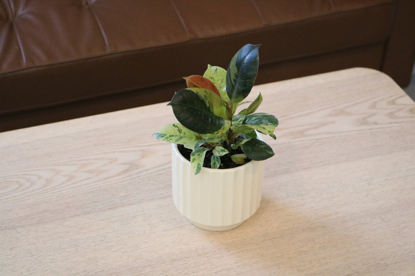 4'' Ficus Decora Marble