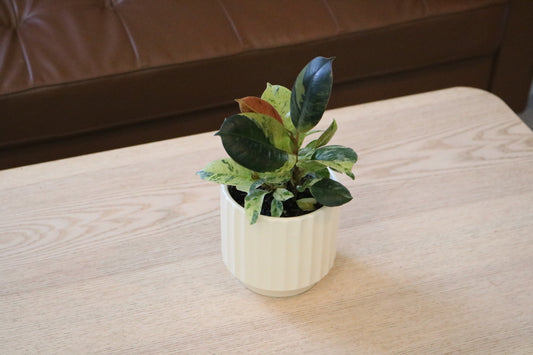 4'' Ficus Decora Marble