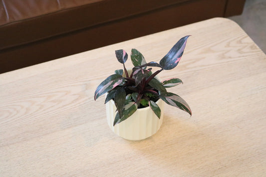 4'' Pink princess philodendron