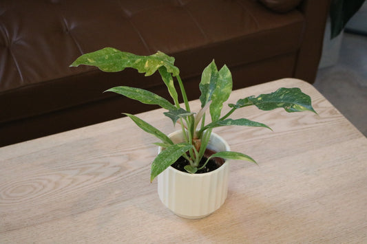 4'' Philodendron Ring of fire