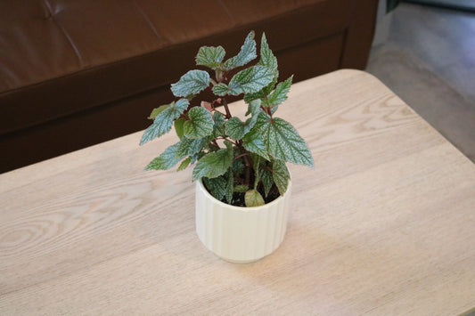 4” Begonia Snow Capped