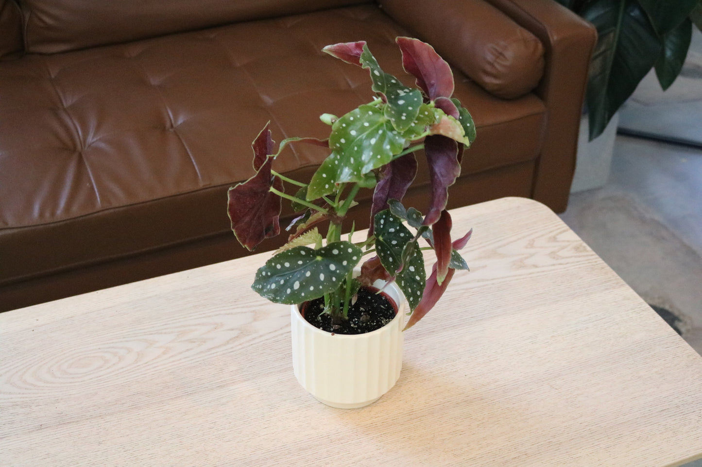 4” Begonia Maculata