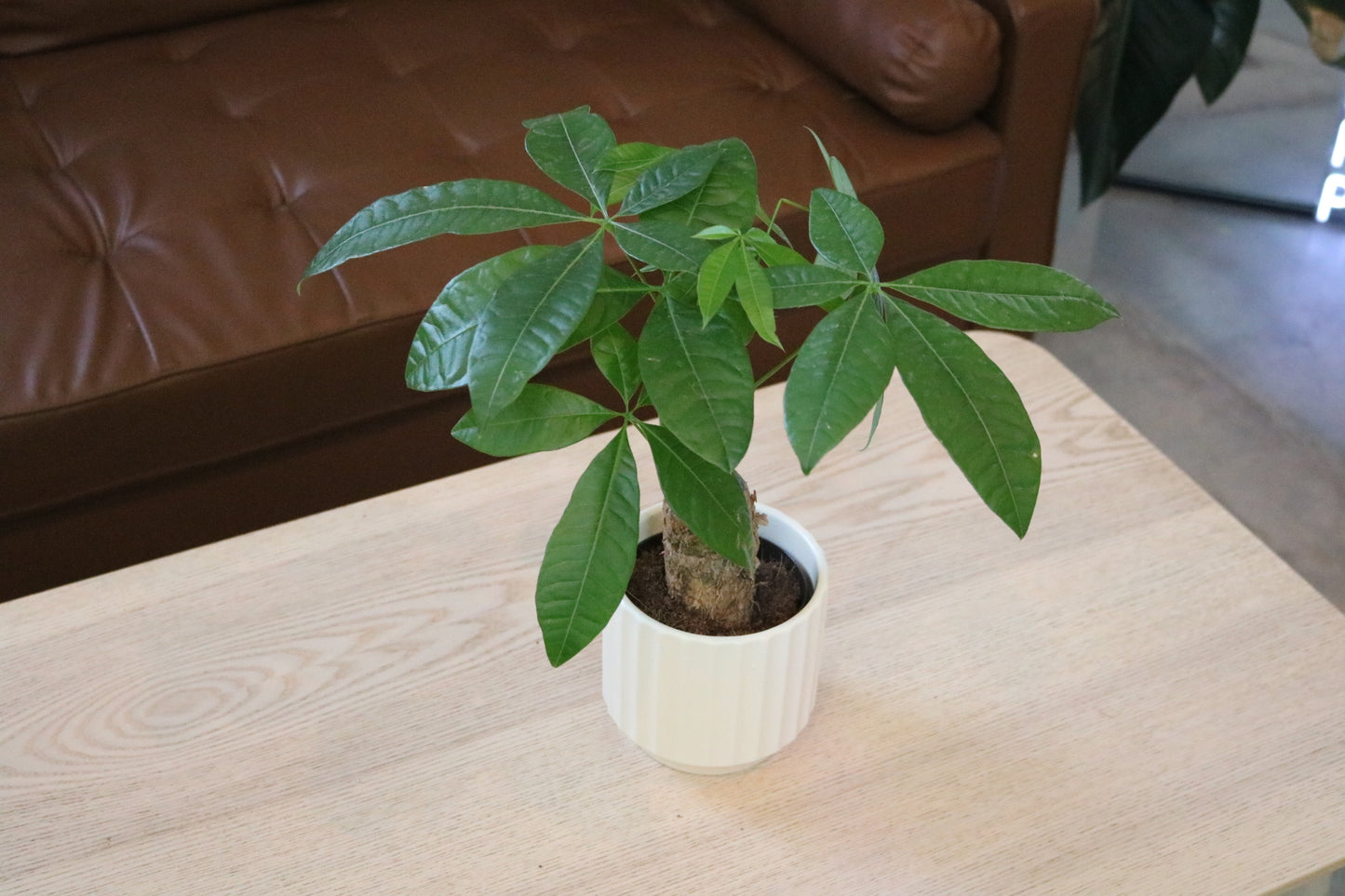 4'' Money Tree Stump