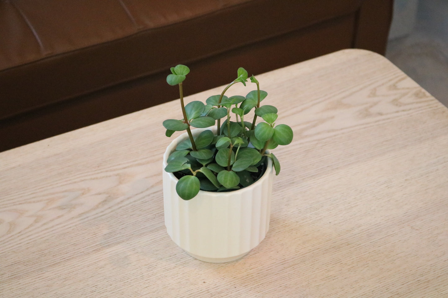 4'' Peperomia Hope