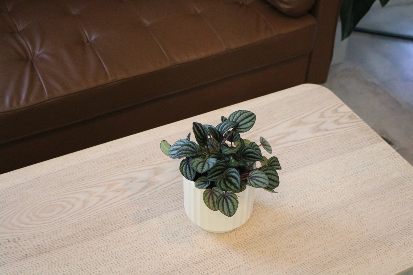 4'' Peperomia Piccolo Bando