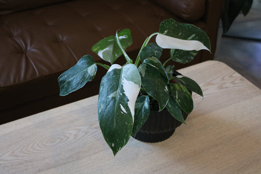 6'' Philo White Wizard (uncommon)