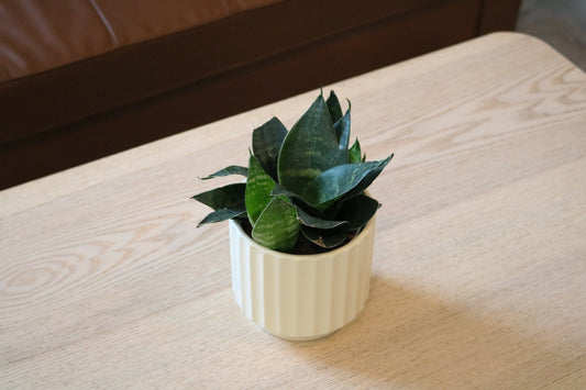 4'' Sansevieria