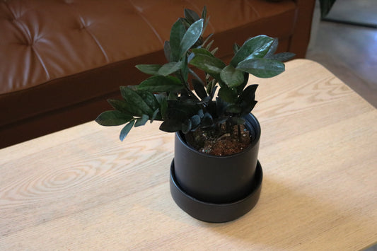 5'' Raven ZZ (Zamioculcas Zamiifolia)