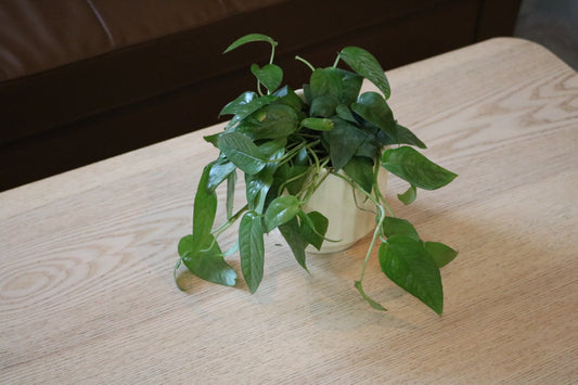 4'' Cebu Blue Pothos