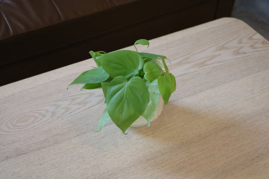 4” Philodendron Neon Cordatum