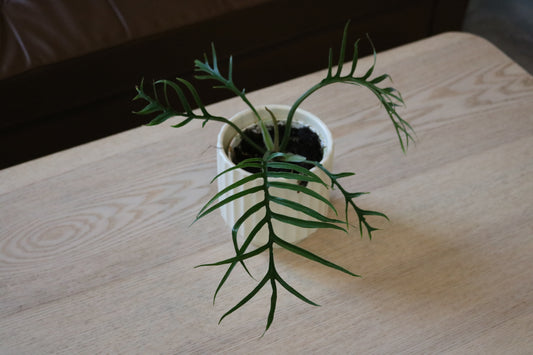 4'' Philodendron Tortum (uncommon)
