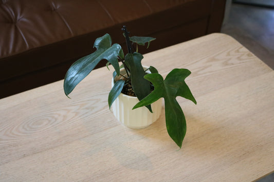 4'' Philo Florida Green (uncommon)