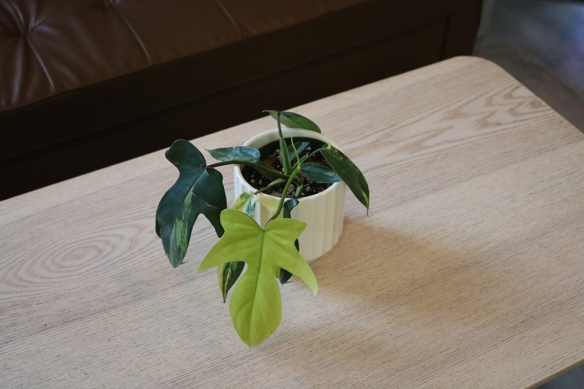 sunrise philodendron 4" Philodendron Florida Beauty 'Sunrise' – LV PLANT COLLECTIVE