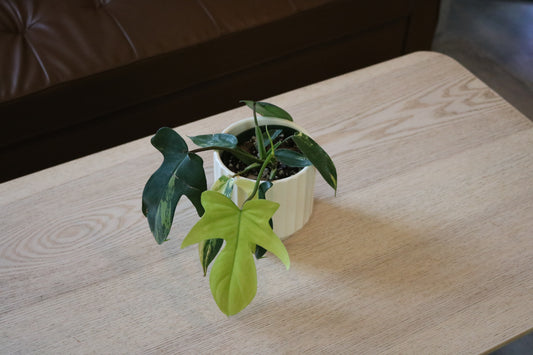 4" Philodendron Florida Beauty 'Sunrise'