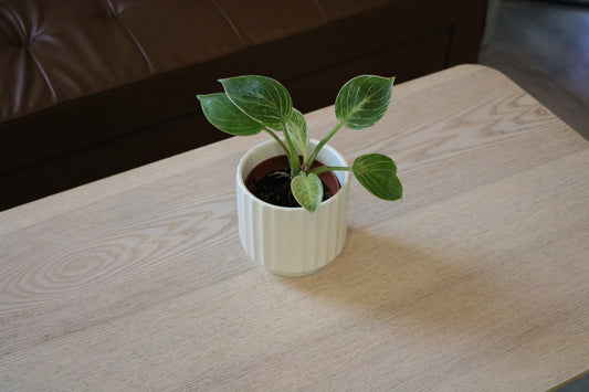 4'' Philodendron Birkin