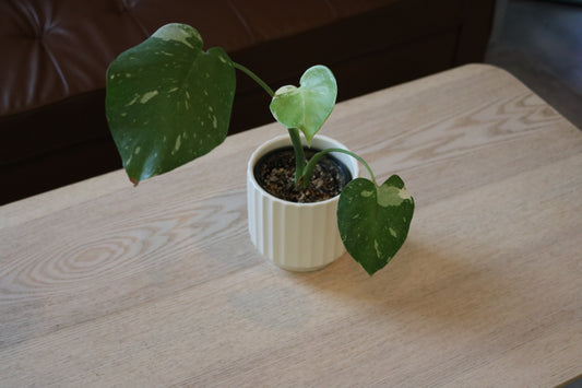 4'' Monstera Thai Constellation