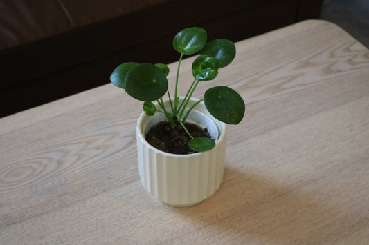 4'' Pilea Pep