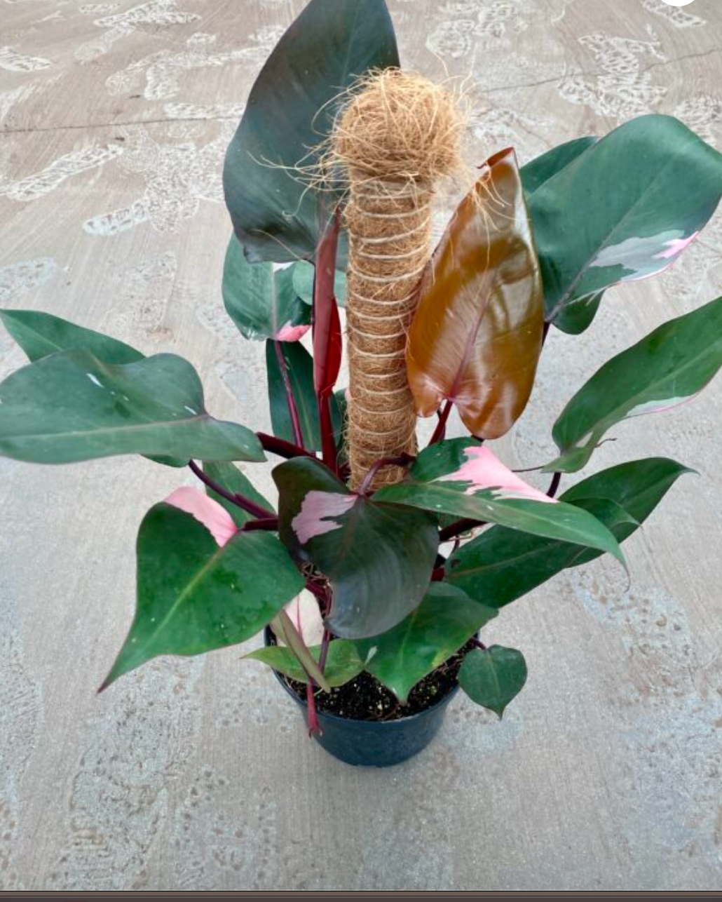 8'' Pink princess philodendron