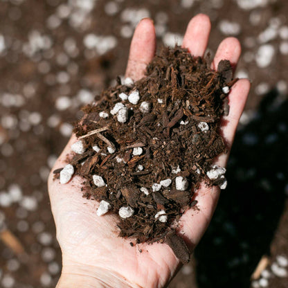 Bulk Soil- Premium Houseplant & Aroid Potting Mix