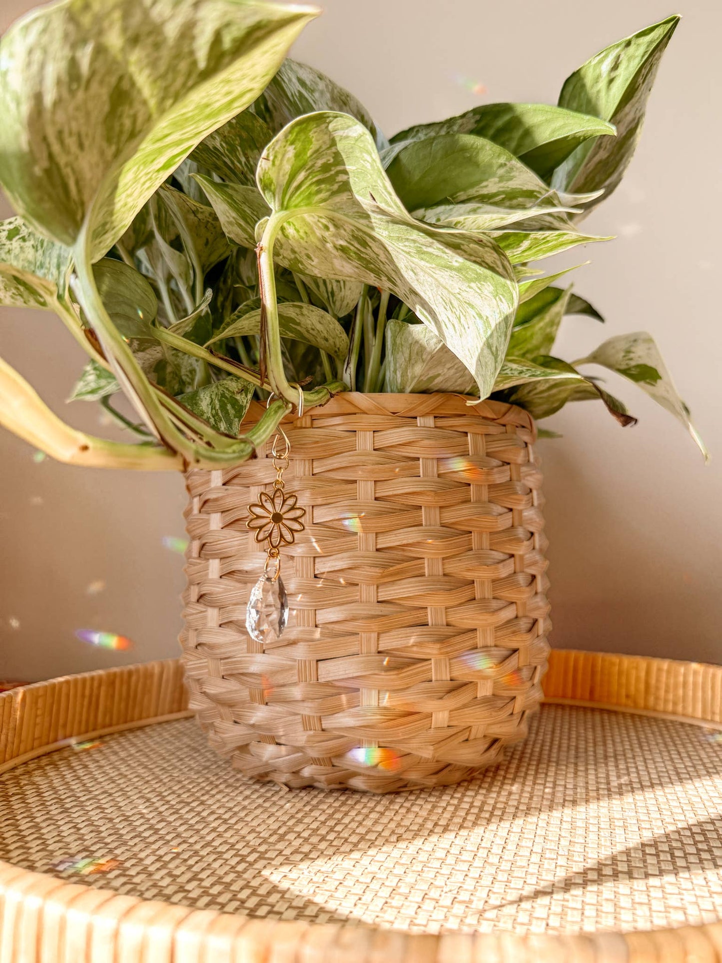 Plant Charm | Suncatcher + Daisy | Houseplant Vine Accessory